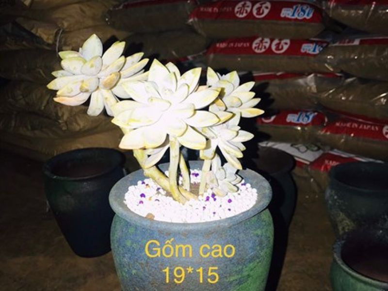 Chậu gốm cao